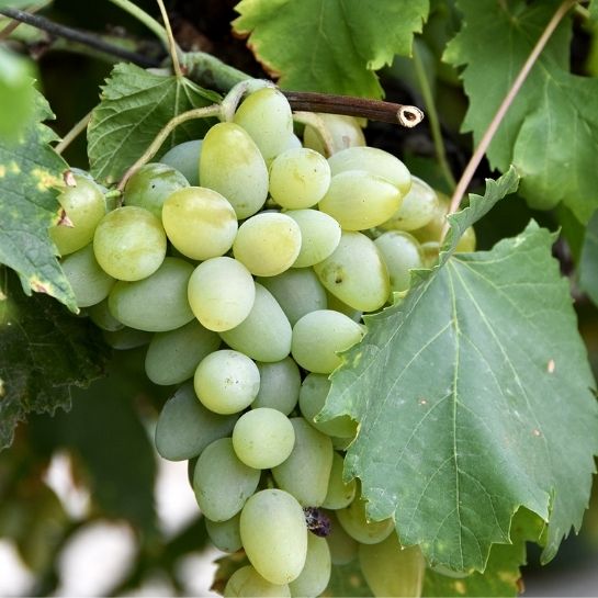 Grappe de raisin blanc viticulture AOC Ventoux, vignoble et producteur vin exception disponible à la cave à Carpentras